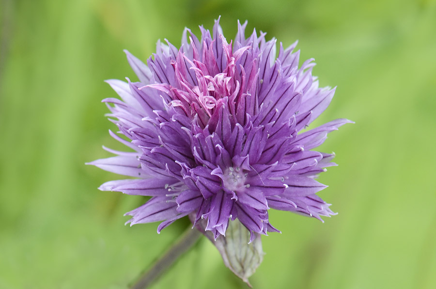 Allium schoenoprasum / Erba cipollina